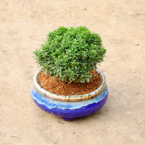 Table Kamini In 8 Inch Ceramic Bonsai Pot