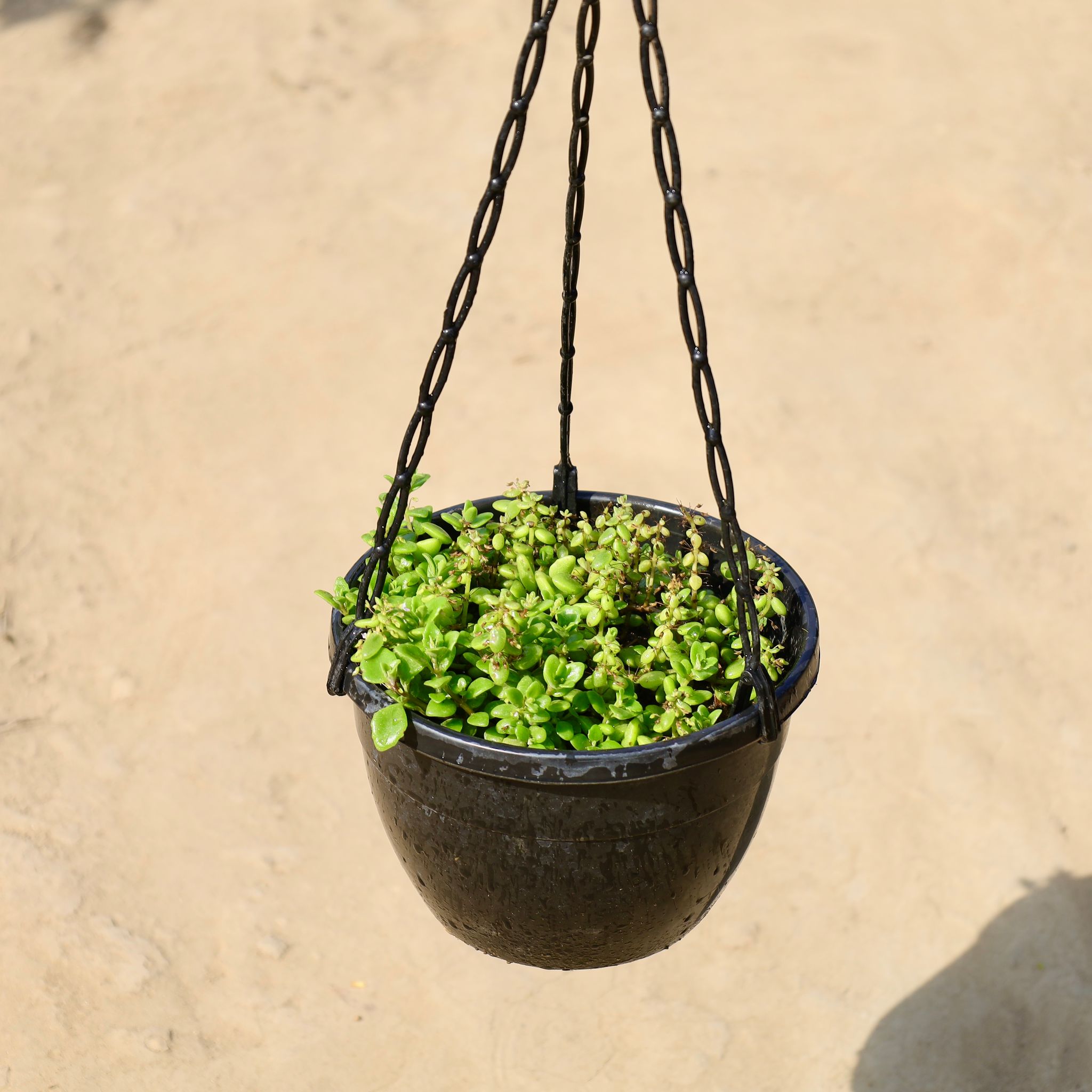 Tangled Heart In 8 Inch Hanging Basket