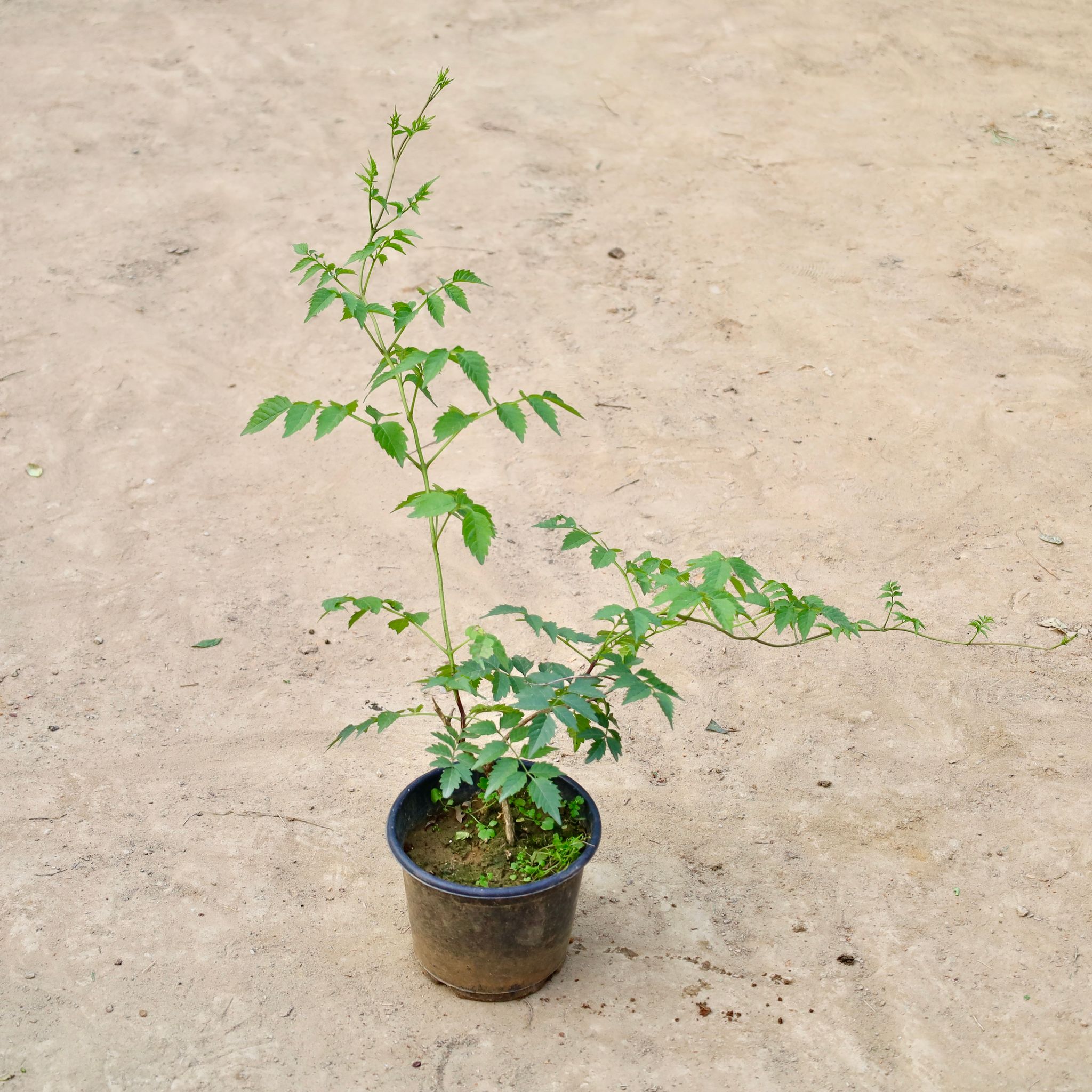 Tecoma Bel Orange In 6 Inch Nursery Pot