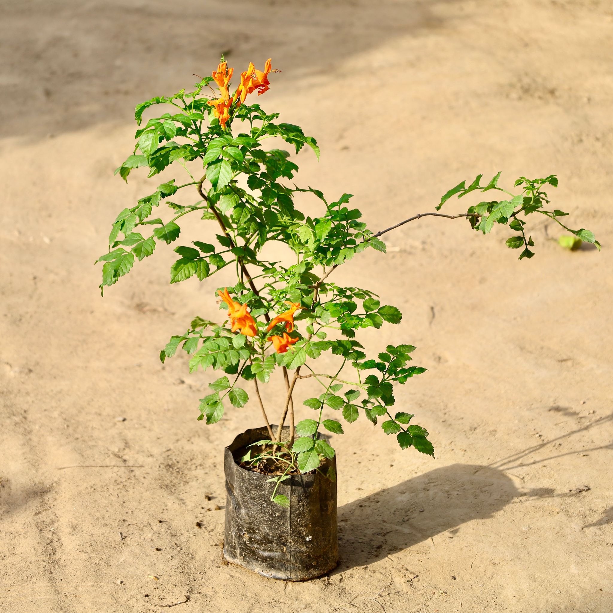 Tecoma Compesis Orange Pune Variety In 6 Inch Nursery Bag