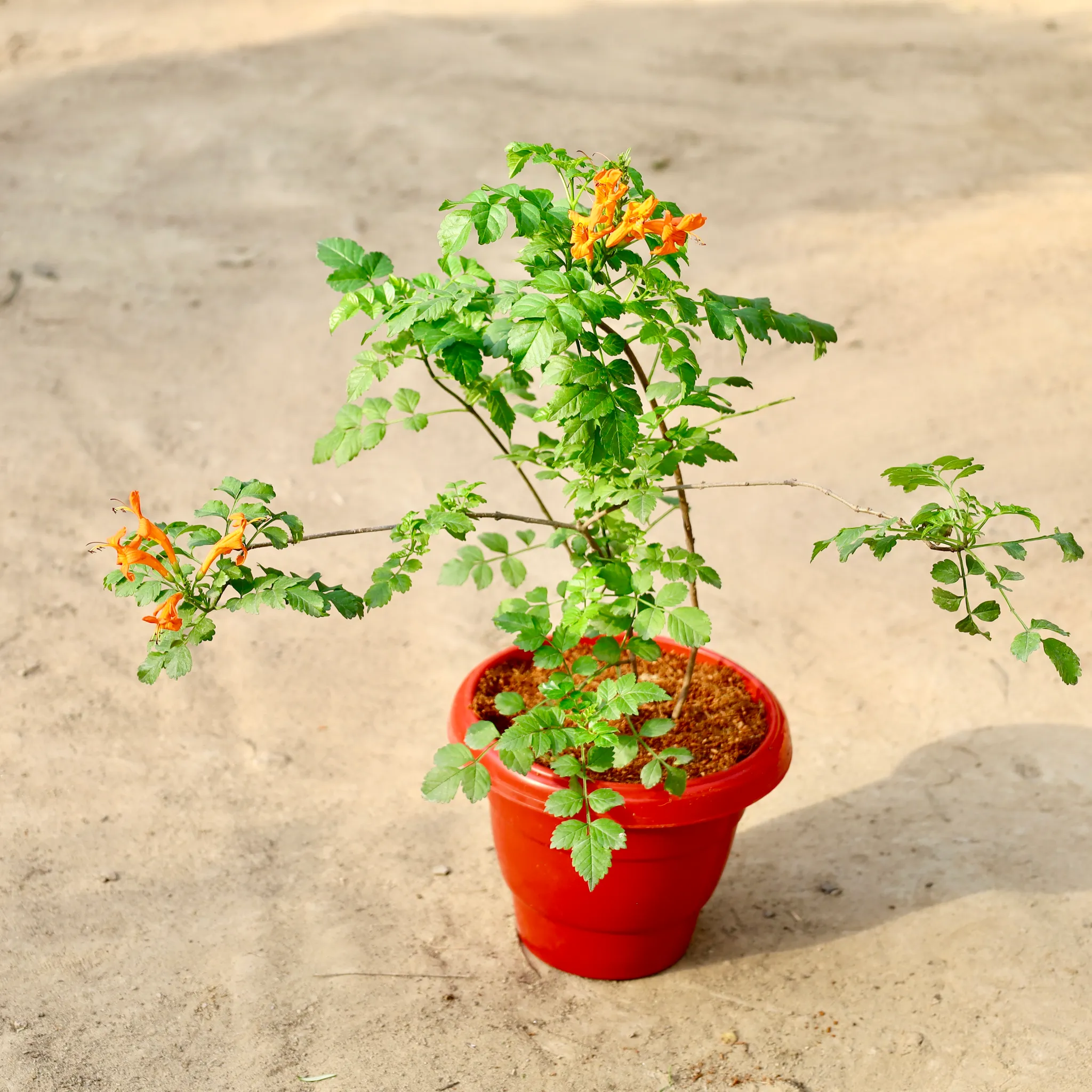 Tecoma Compesis Pune Variety (Any Colour) In 10 Inch Red Classy Plastic Pot