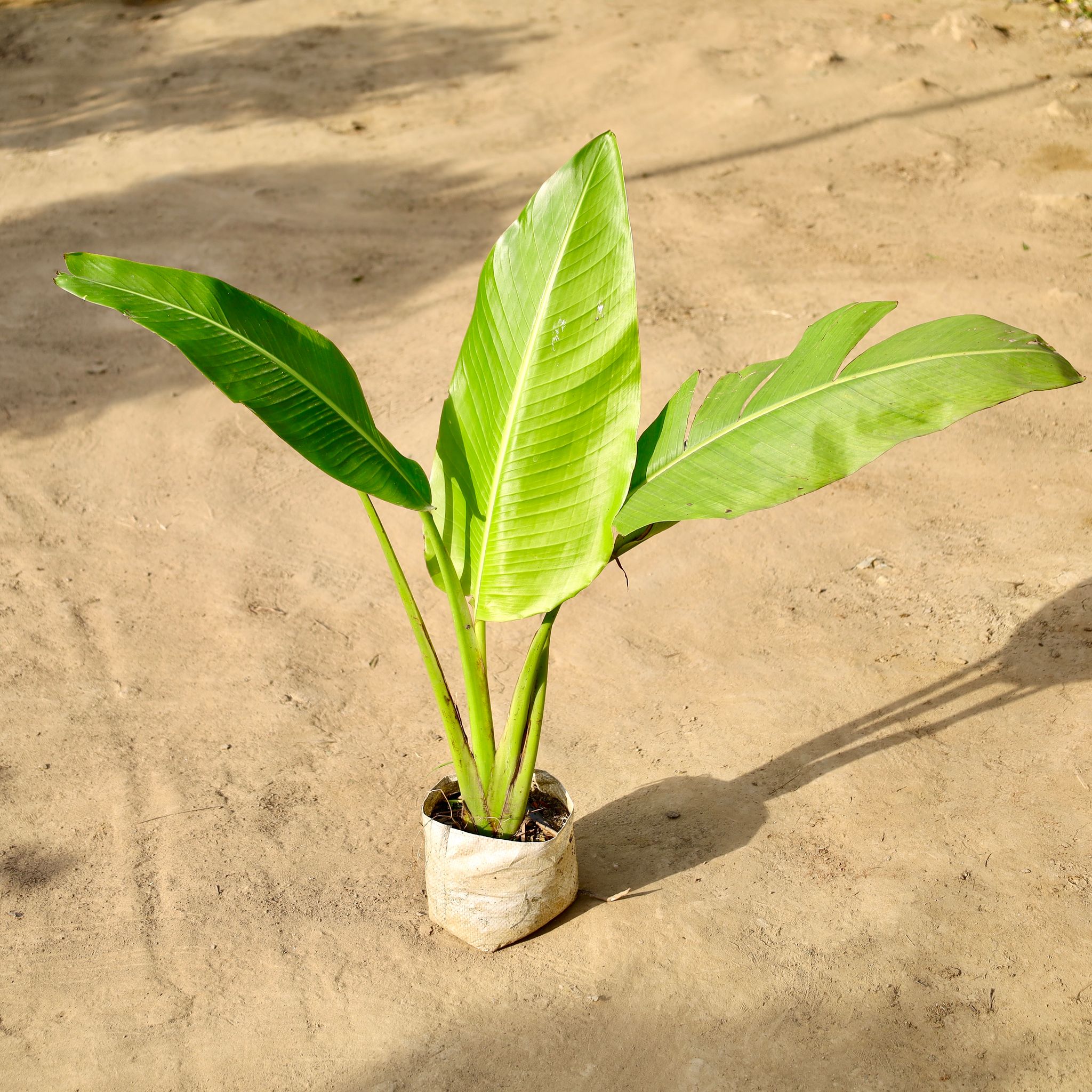 Traveller Palm In 8 Inch Nursery Bag