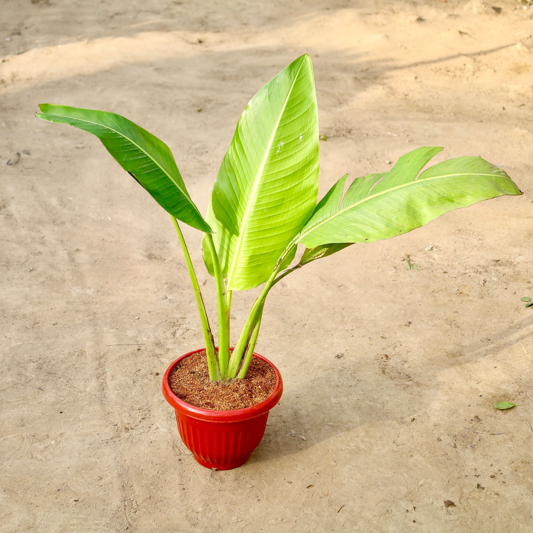 Traveller Palm In 10 Inch Red Olive Plastic Pot