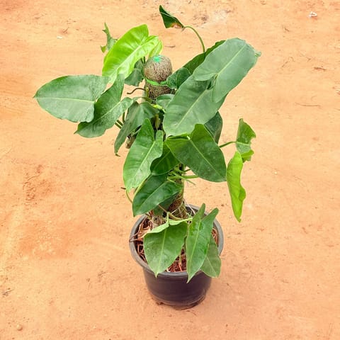 Philodendron Green With 2 Ft Moss Stick in 8 Inch Nursery Pot