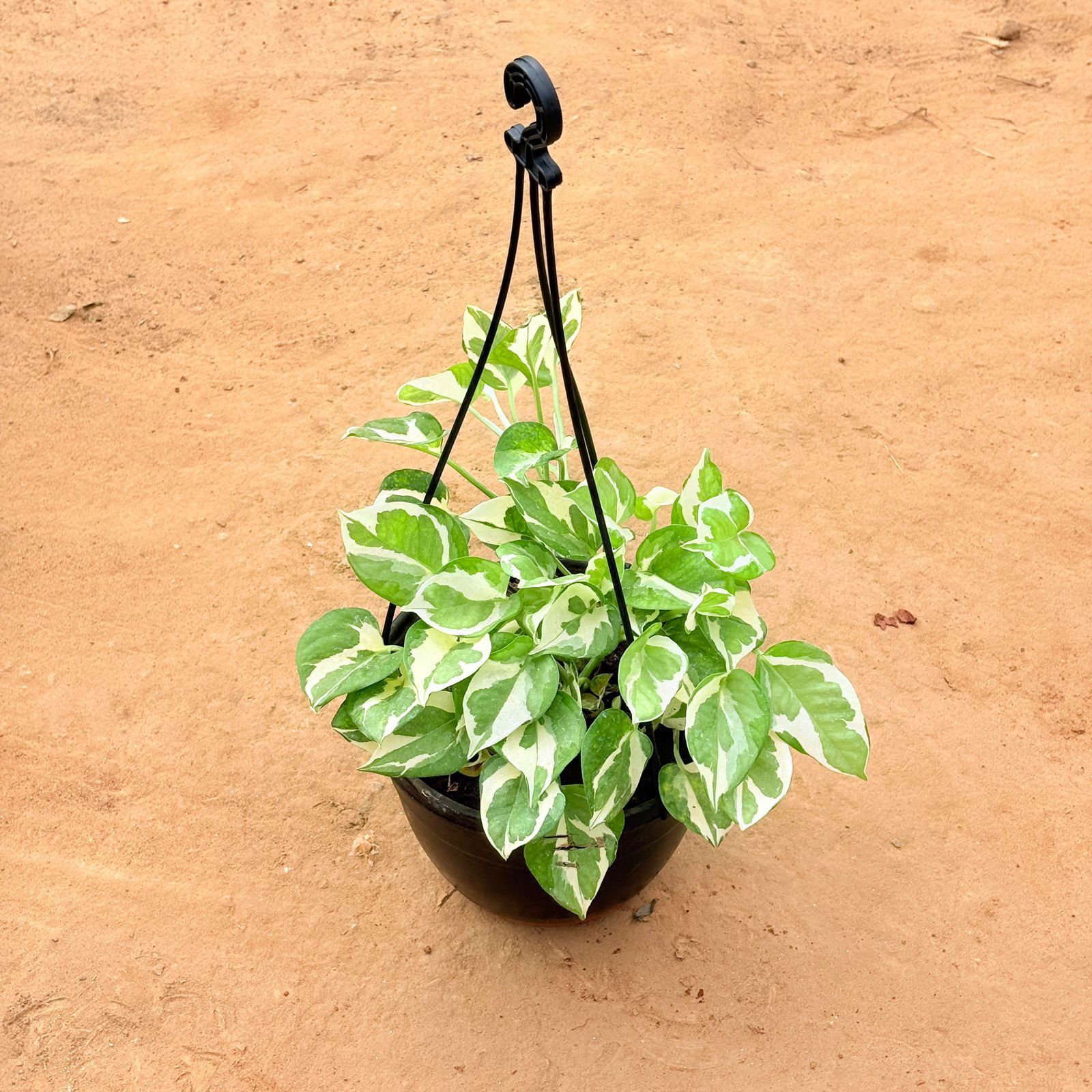 Money Plant N'joy in 8 Inch Hanging Basket