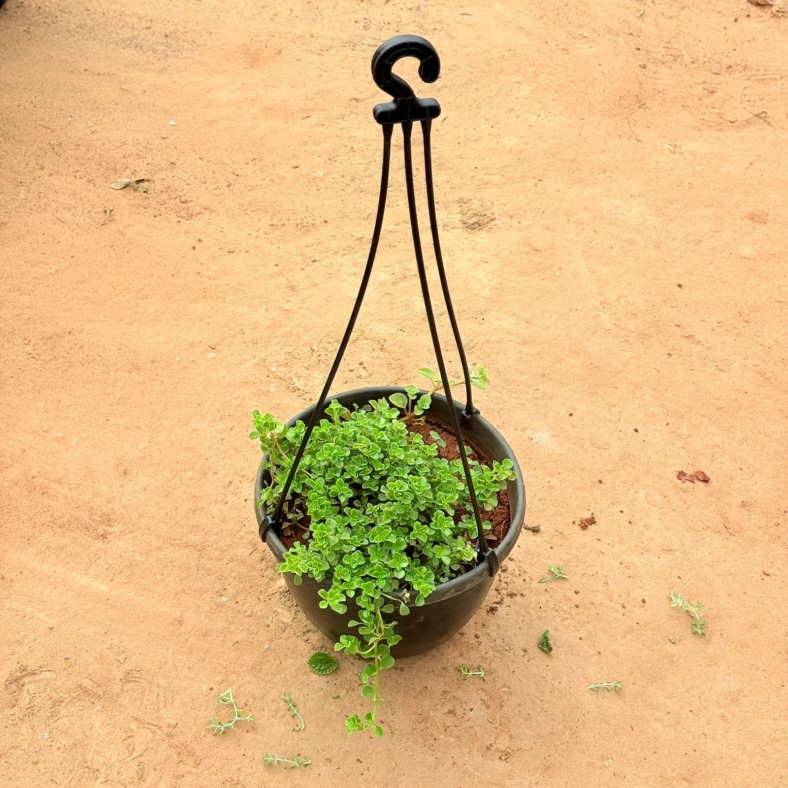 Emerald Pearl Trailing Plant/ Swedish Ivy in 8 inch Hanging Basket