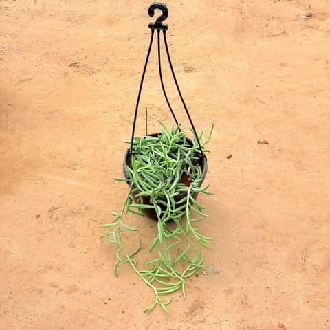 String of Bananas/ Tropical String Falls in 8 inch Hanging Basket