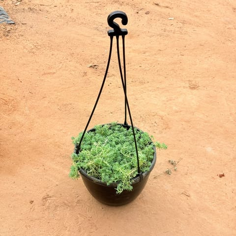 Blue Spruce Sedum/ Whispering Vines in 8 inch Hanging Basket