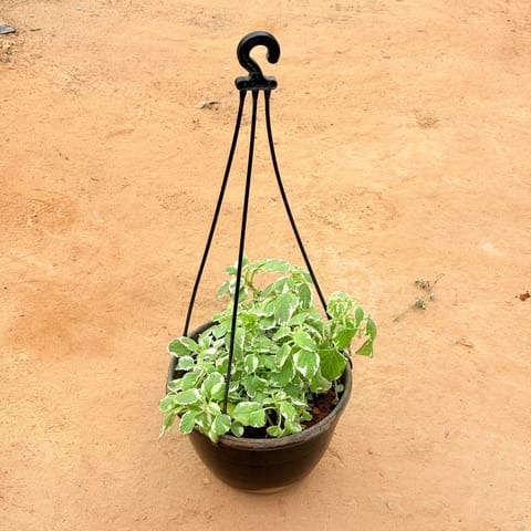 Cuban Oregano Variegated/ Herbal Marble Vine Hanging Plant in 8 inch Hanging Basket