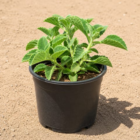 Large Ajwain Plant in 6 inch Nursery Pot
