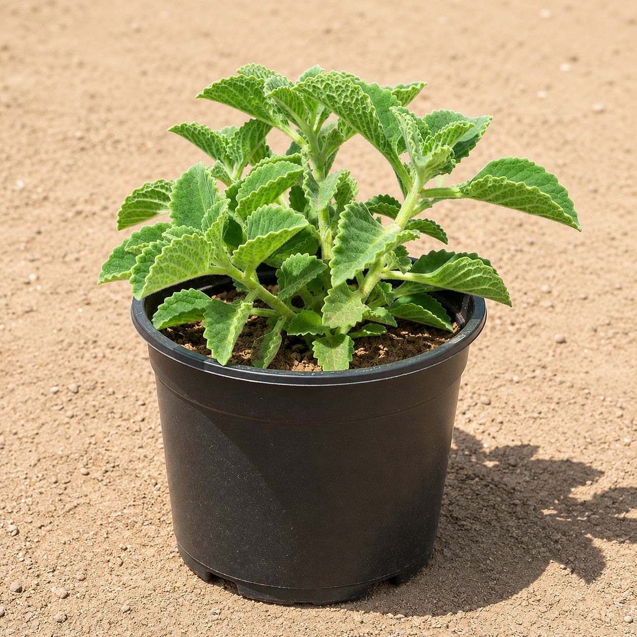 Large Ajwain Plant in 6 inch Nursery Pot