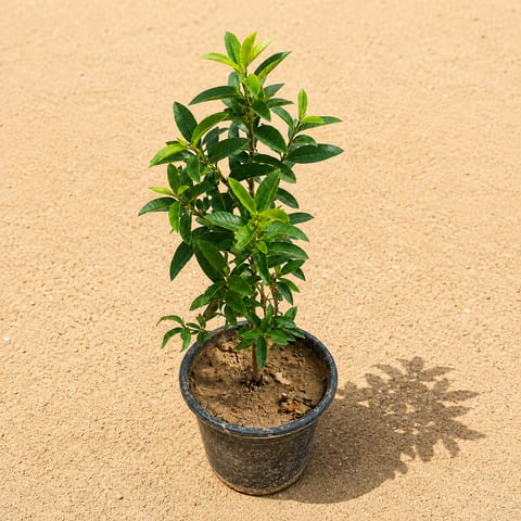 China Amrood / Guava Fruit Plant in 6 Inch Black Nursery Pot