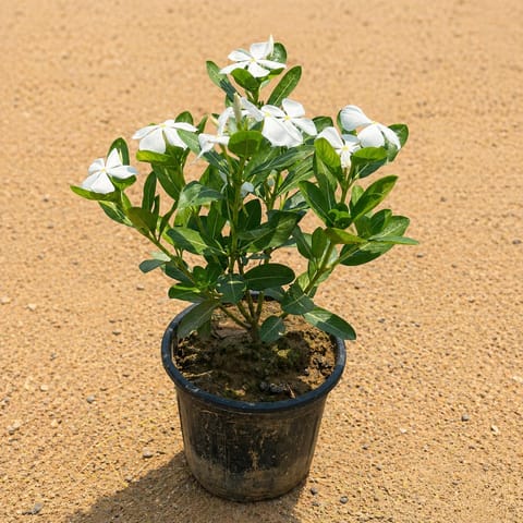 Large Periwinkle / Sadabahar / Vinca White in 6 Inch Live Plant Black Super Nursery Pot