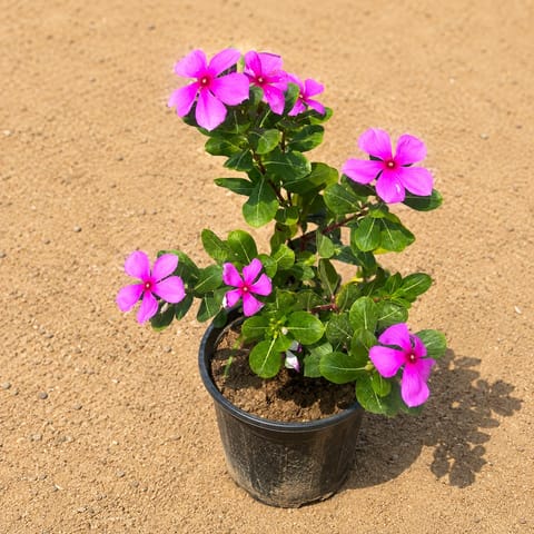 Large Periwinkle / Sadabahar / Vinca Pink in 6 Inch Black Super Nursery Pot