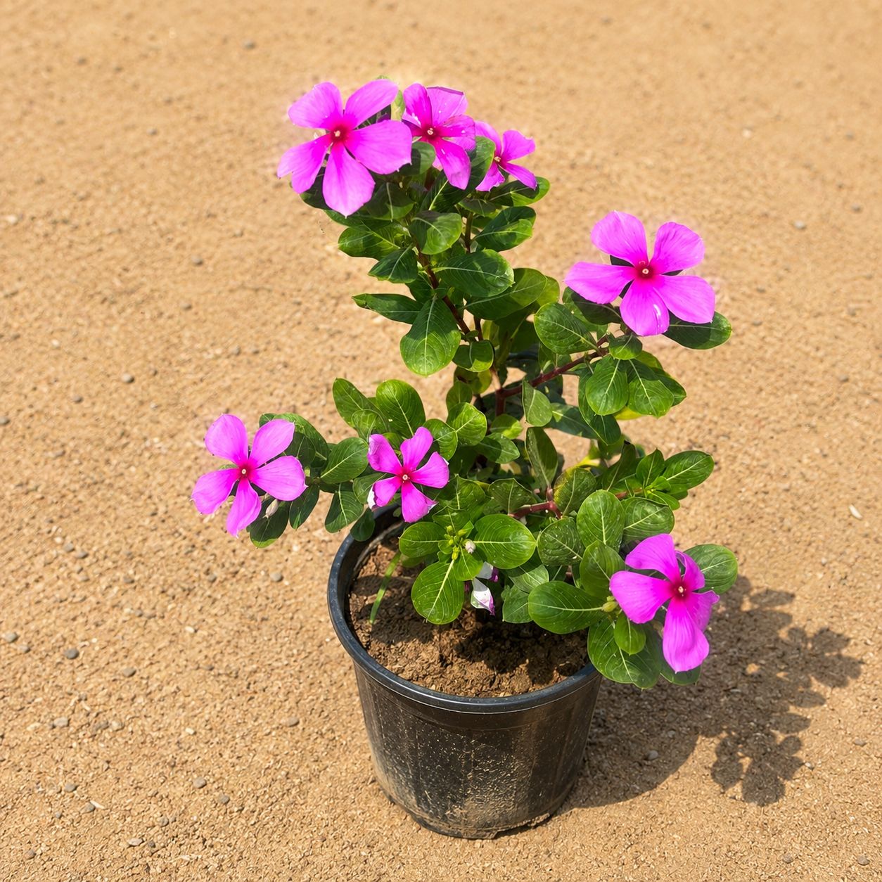 Large Periwinkle / Sadabahar / Vinca Pink in 6 Inch Black Super Nursery Pot