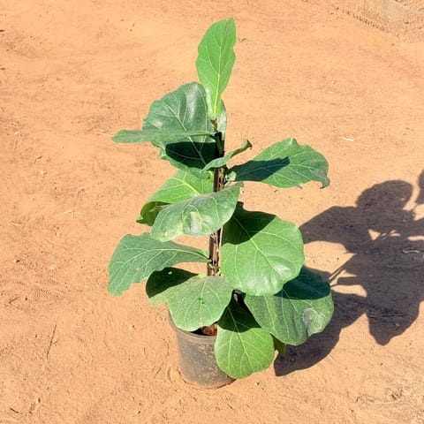 XL Fiddle Leaf Fig Plant / Ficus Lyrata (3 ft) in 14 Inch Nursery Pot