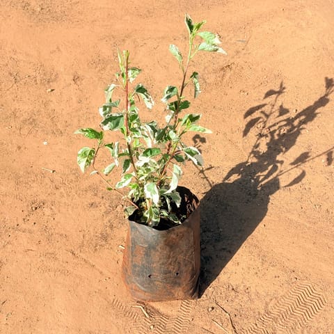 Hibiscus Vareigated in 6 Inch Nursery Bag
