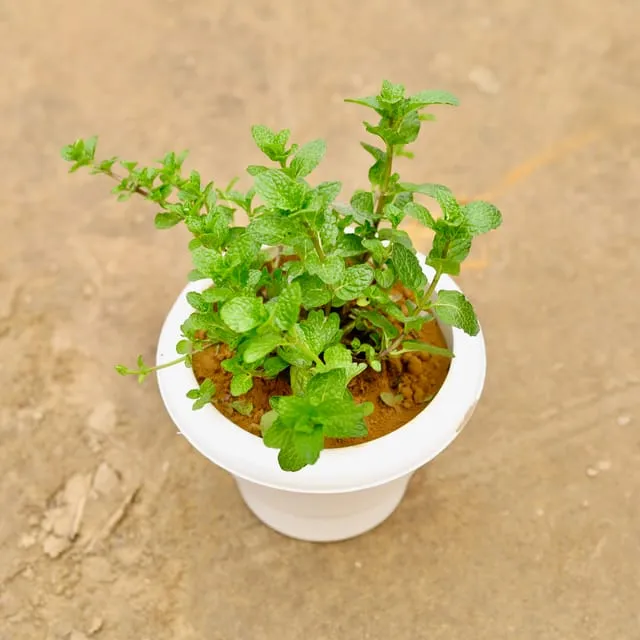 Mint / Pudina in 6 Inch White Classy Plastic Pot
