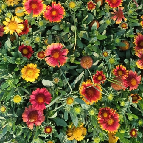 Set of 2 - Gaillardia/ Indian Blanket (any colour) in 4 Inch Nursery Bag | Golden Flame Daisy Plant