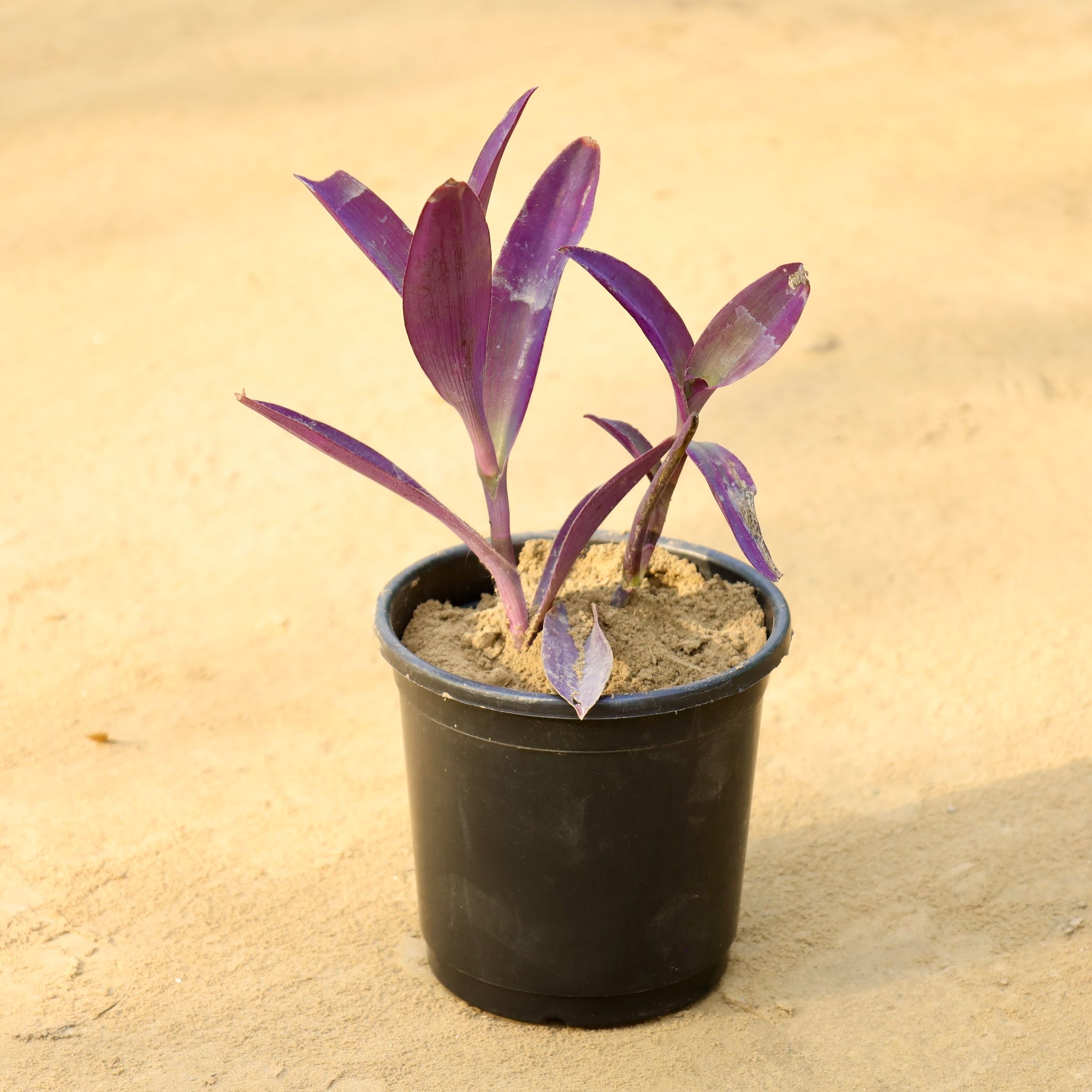 Purple Heart in 6 Inch Nursery Pot