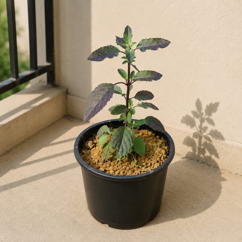 Shyama Tulsi in 6 Inch Nursery Pot