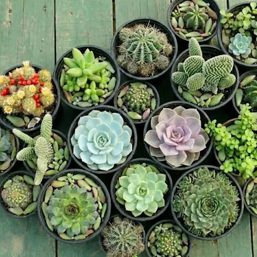 Set of 6 - Surprise (any) Echeveria Succulent in 3 Inch Nursery Pot