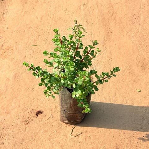 Mother Jade in 6 Inch Nursery Bag