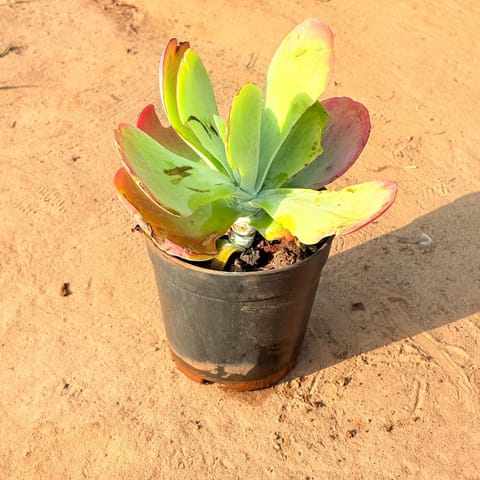 Sunset Petal Succulent in 5 Inch Nursery Pot