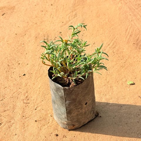 Portulaca Moss rose Desi (any colour) in 3 Inch Live Plant Nursery Bag