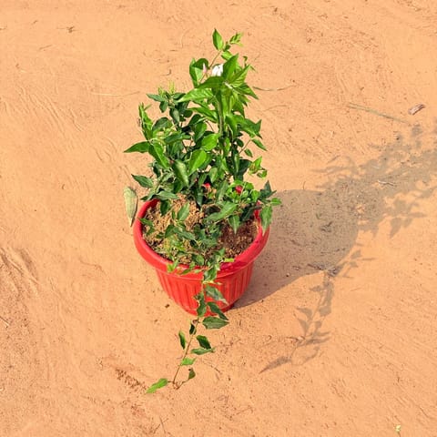 Kund Bel in 8 Inch Live Plant Terracotta Red Olive Plastic Pot