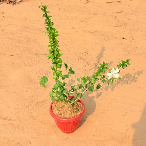 Hibiscus Desi white in 8 Inch Terracotta Red Olive Plastic Pot