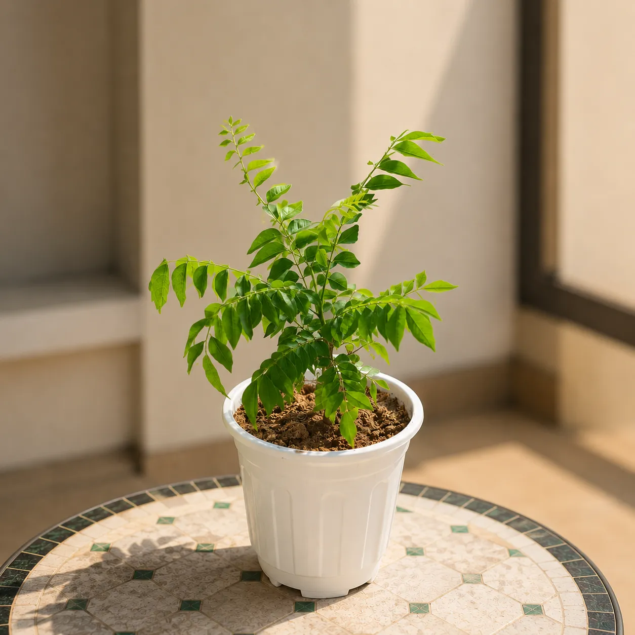 Curry patta in 6 Inch White Nursery Pot