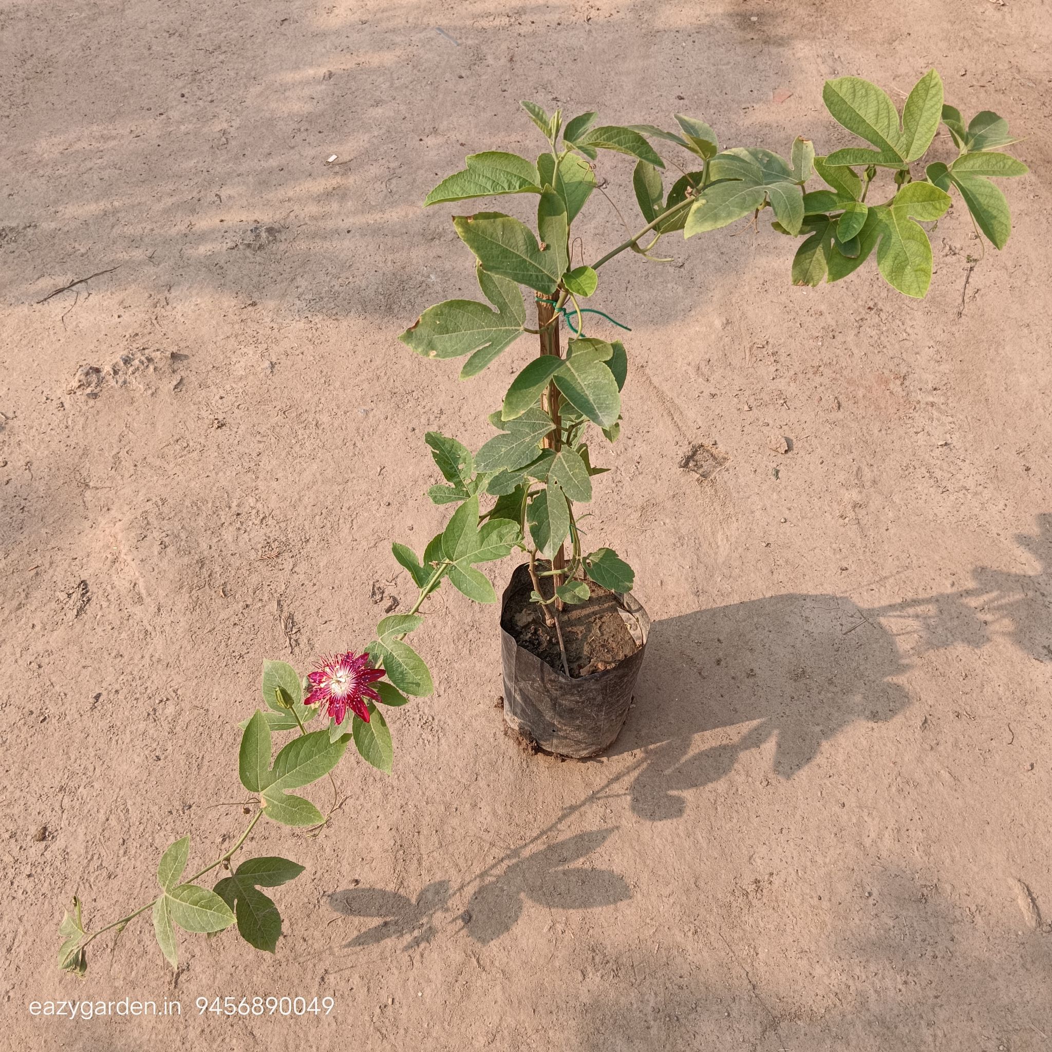 Passion Flower / Rakhi Bel Pink in 5 Inch Nursery Bag