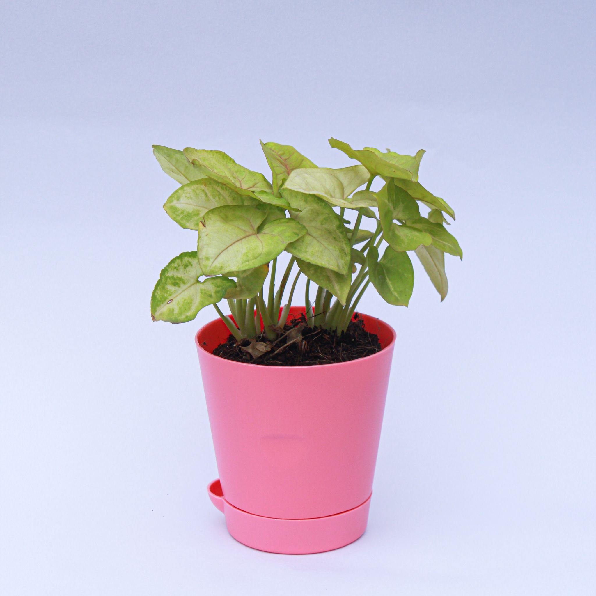 Gift Ready - Syngonium Green in 4 Inch Pink Florence Self Watering Pot - in Premium Gifting Box