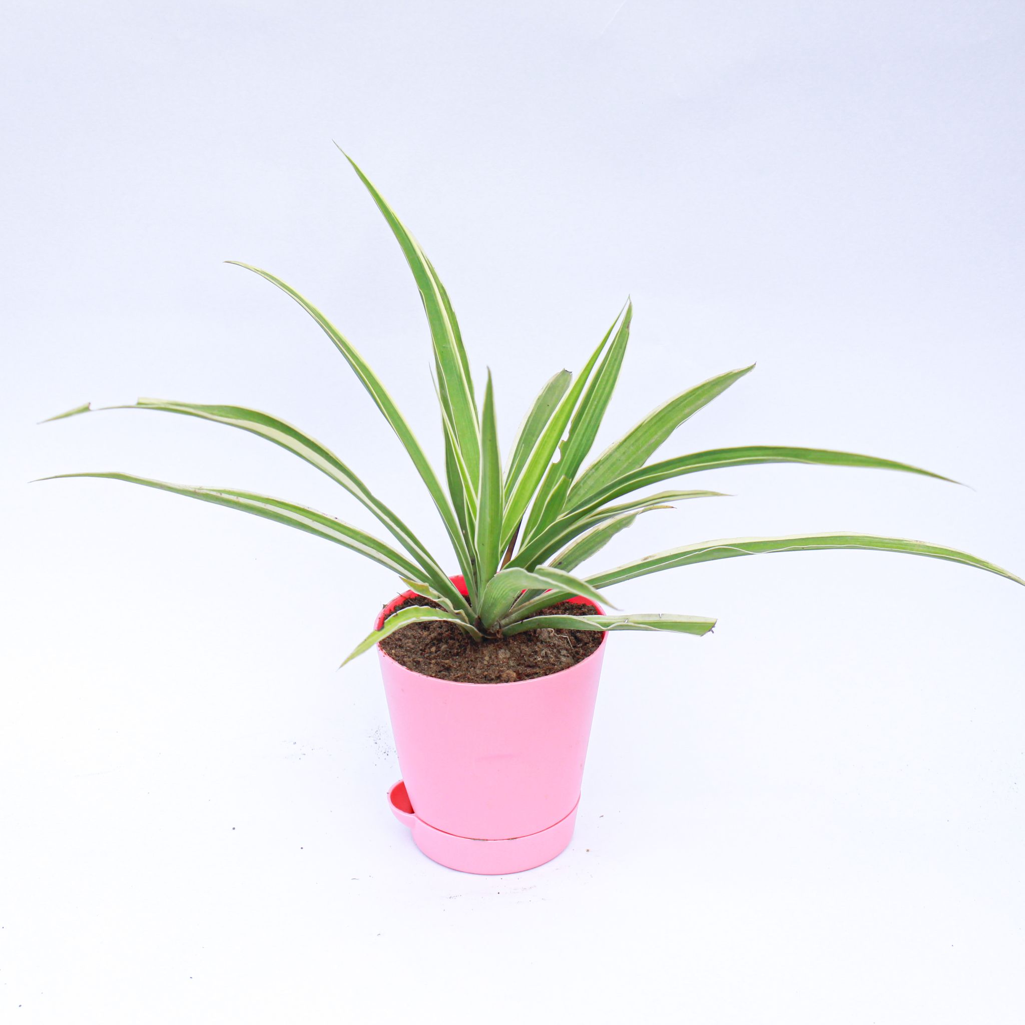 Gift Ready - Spider in 4 Inch Pink Florence Self Watering Pot - in Premium Gifting Box