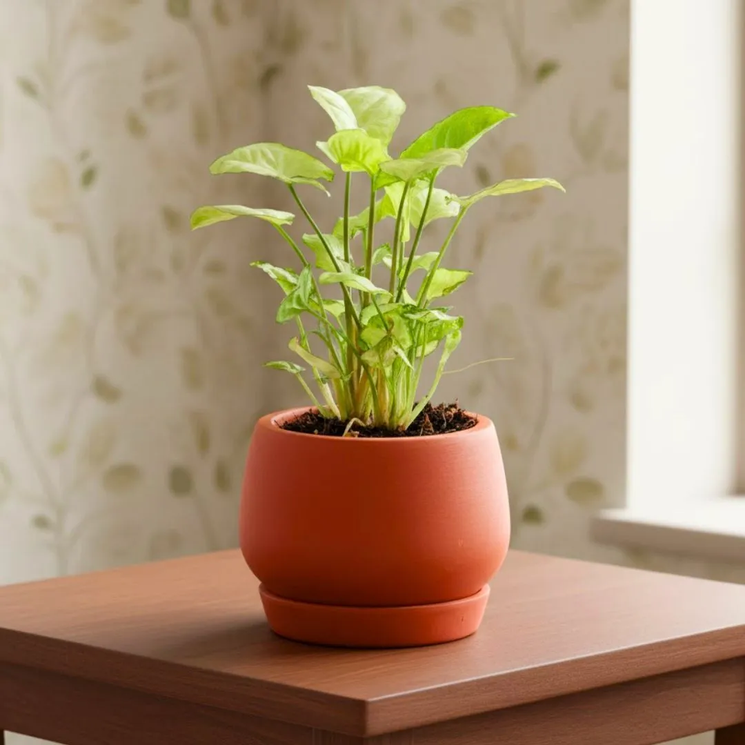Gift Ready - Syngonium white in 4 inch Bhoomi Maati Pot - Wide-Mouth Rustic Matte Beauty - in Premium Gifting Box