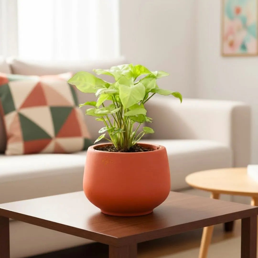 Gift Ready - Syngonium white in 4 inch Bhoomi Maati Pot - Wide-Mouth Rustic Matte Beauty - in Premium Gifting Box