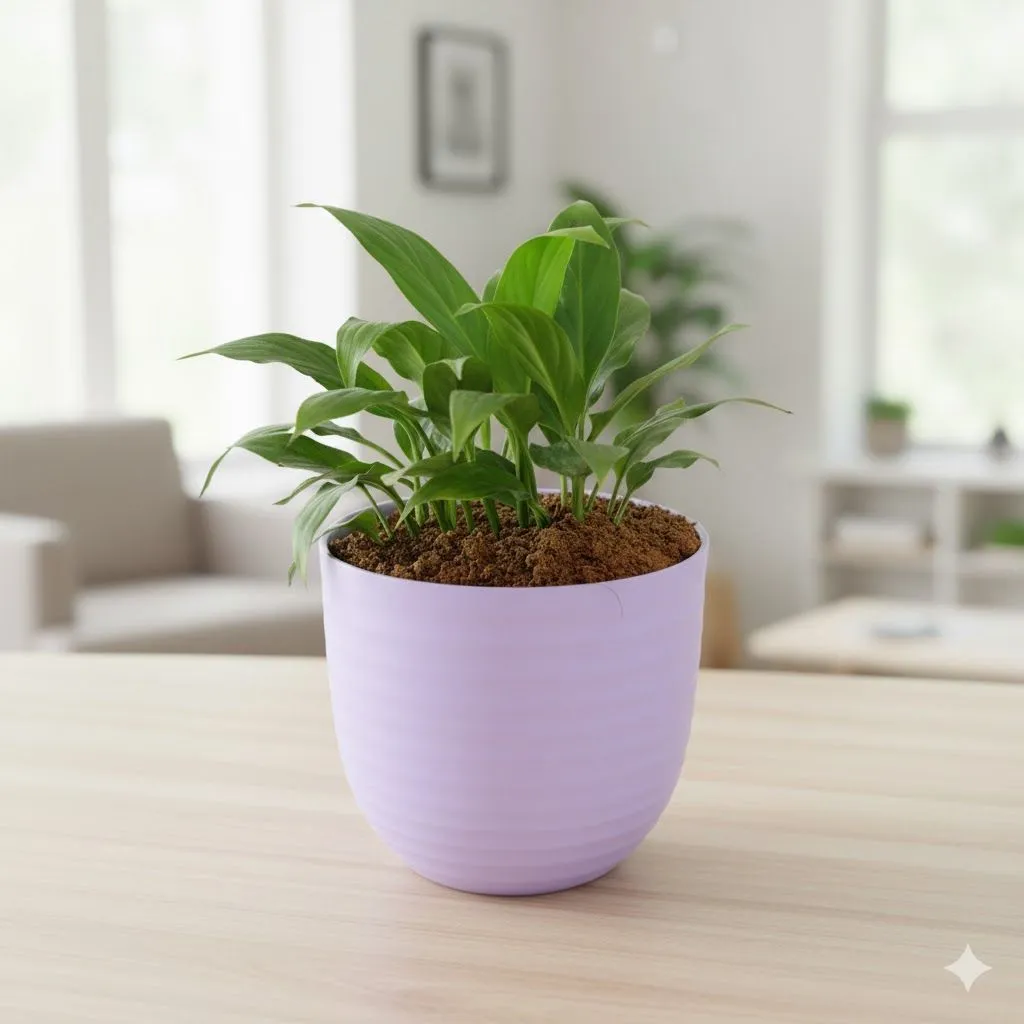 Gift Ready - Peace Lily in 4 Inch Purple Avora Premium Plastic Planter - with Gift Bag - in Premium Gifting Box