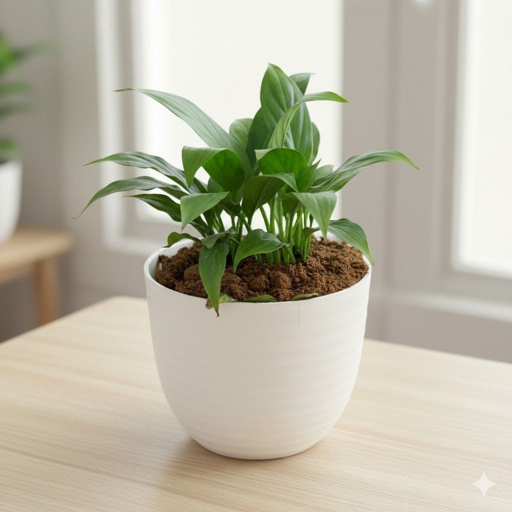 Gift Ready - Peace Lily in 4 Inch White Avora Premium Plastic Planter - in Premium Gifting Box