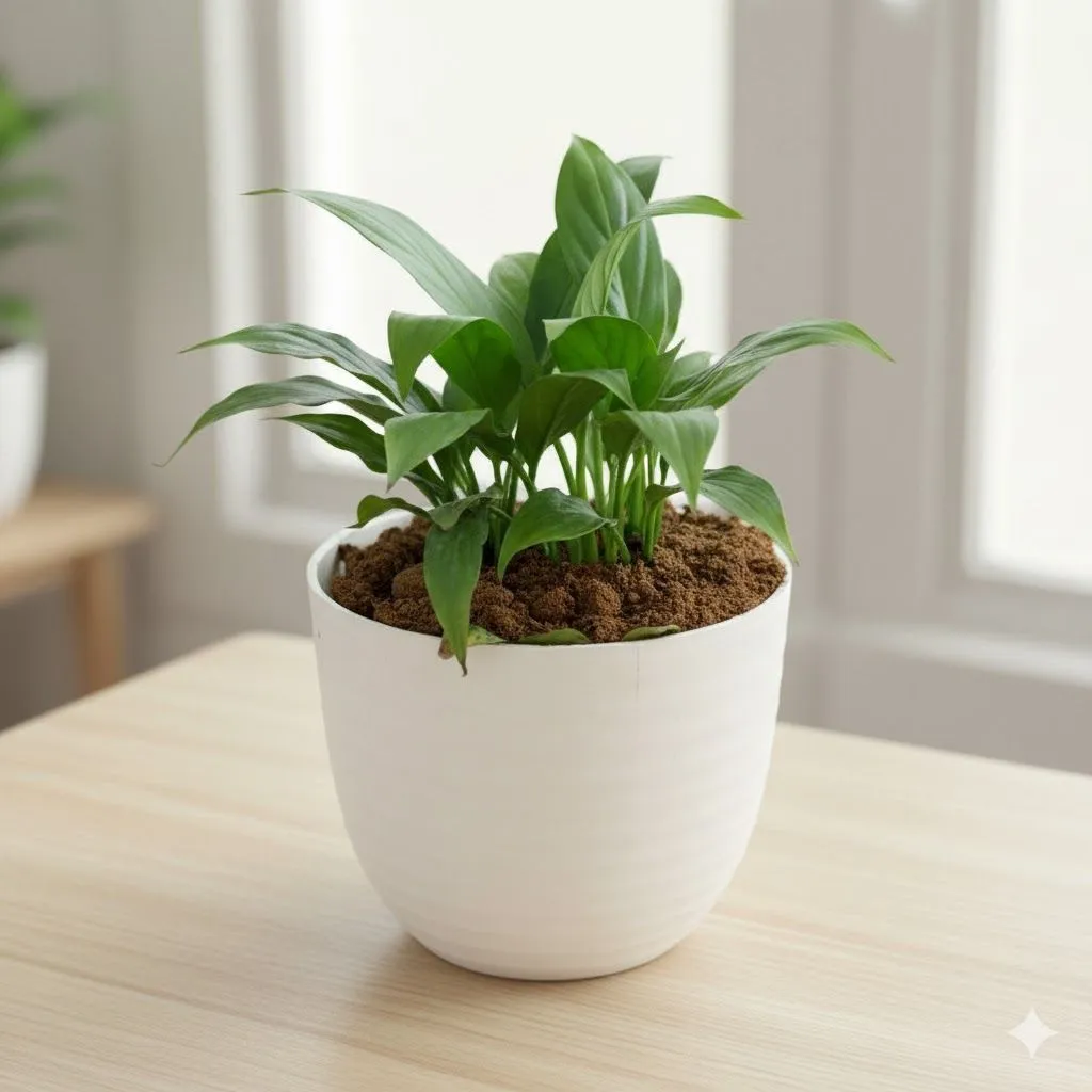 Gift Ready - Peace Lily in 4 Inch White Avora Premium Plastic Planter - with Gift Bag - in Premium Gifting Box