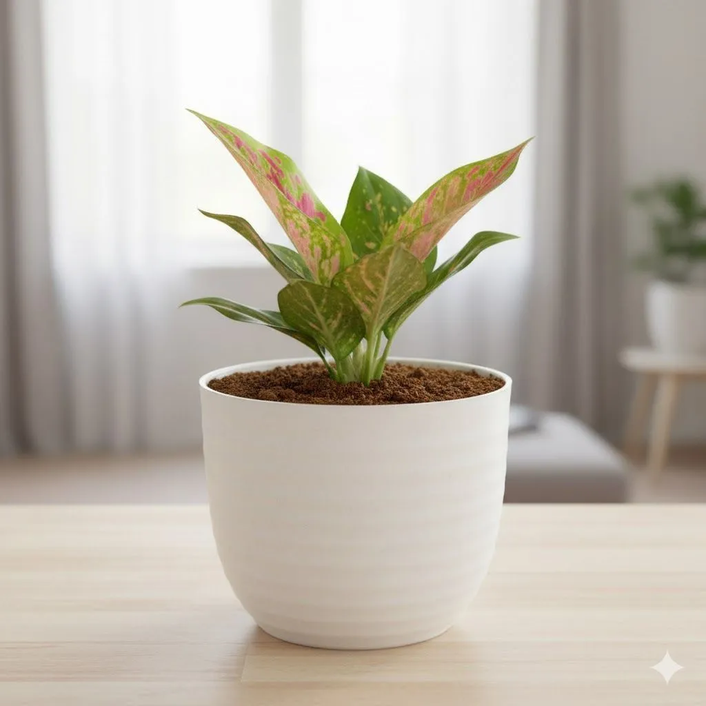 Gift Ready - Aglaonema Pink Dalmatian in 4 Inch White Avora Premium Plastic Planter - with Gift Bag - in Premium Gifting Box
