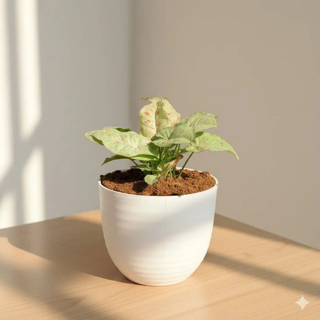 Gift Ready - Syngonium Candyfloss in 4 Inch White Avora Premium Plastic Planter - with Gift Bag - in Premium Gifting Box