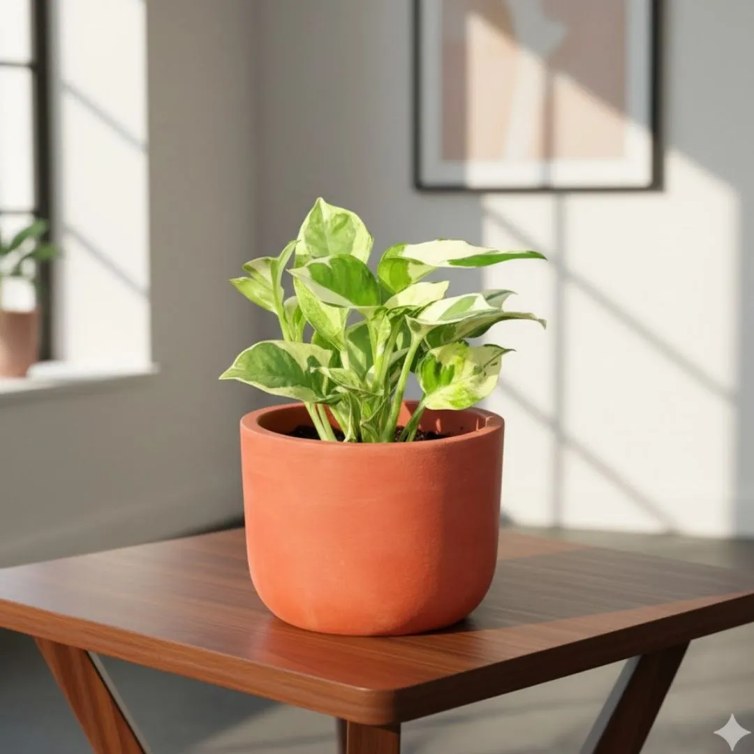Gift Ready - Money Plant N'joy in 4 inch Aaroh Maati Pot - Modern Curved Handcrafted Appeal - in Premium Gifting Box