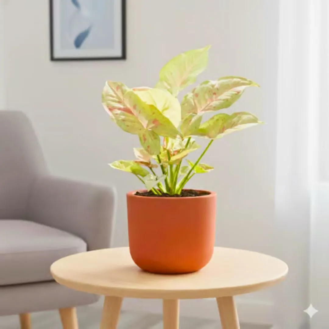 Gift Ready - Syngonium Candyfloss in 4 inch Aaroh Maati Pot - Modern Curved Handcrafted Appeal - in Premium Gifting Box