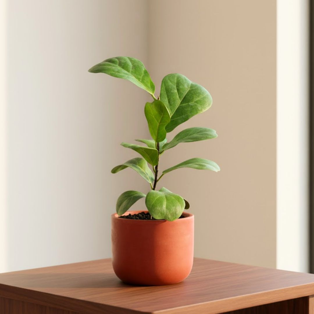 Gift Ready - Fiddle Leaf Fig in 4 inch Aaroh Maati Pot - Modern Curved Handcrafted Appeal - in Premium Gifting Box