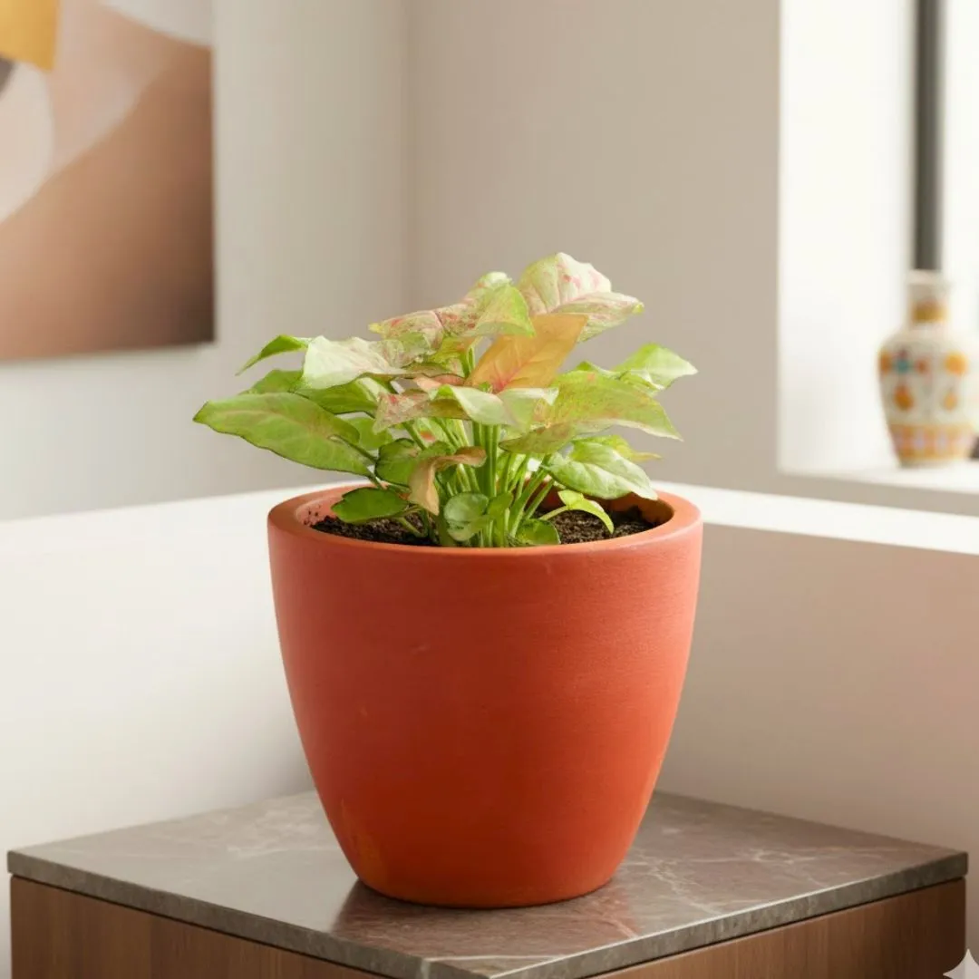 Gift Ready - Syngonium Candyfloss in 4 inch Shilp Maati Pot - Chic Small Pot for Decor Corners - in Premium Gifting Box