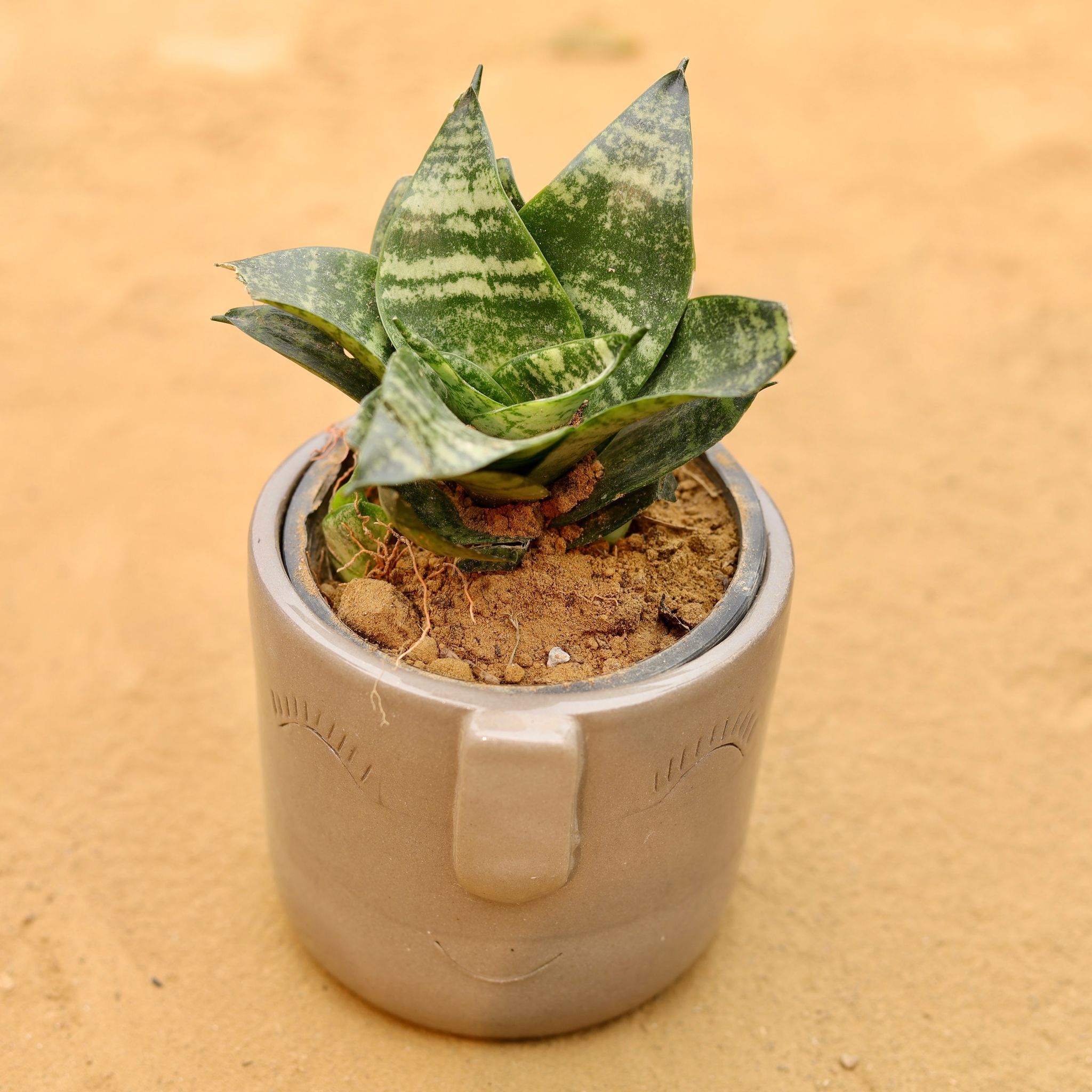 Gift Ready - Snake Green in 3.5 Inch Grey 3D Cute Face Textured Ceramic Pot - in Premium Gifting Box