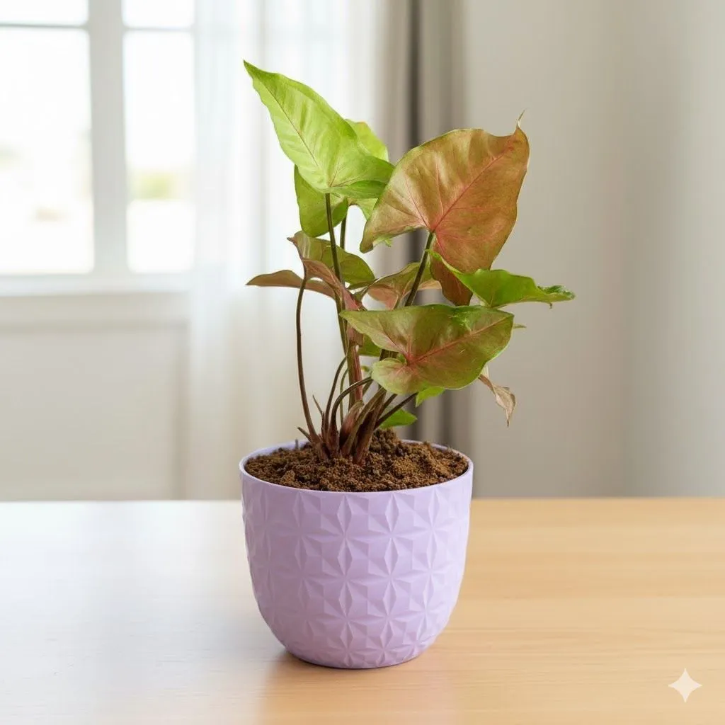 Gift Ready - Syngonium Bronze in 4 Inch Purple Leafora Premium Plastic Planter - in Premium Gifting Box