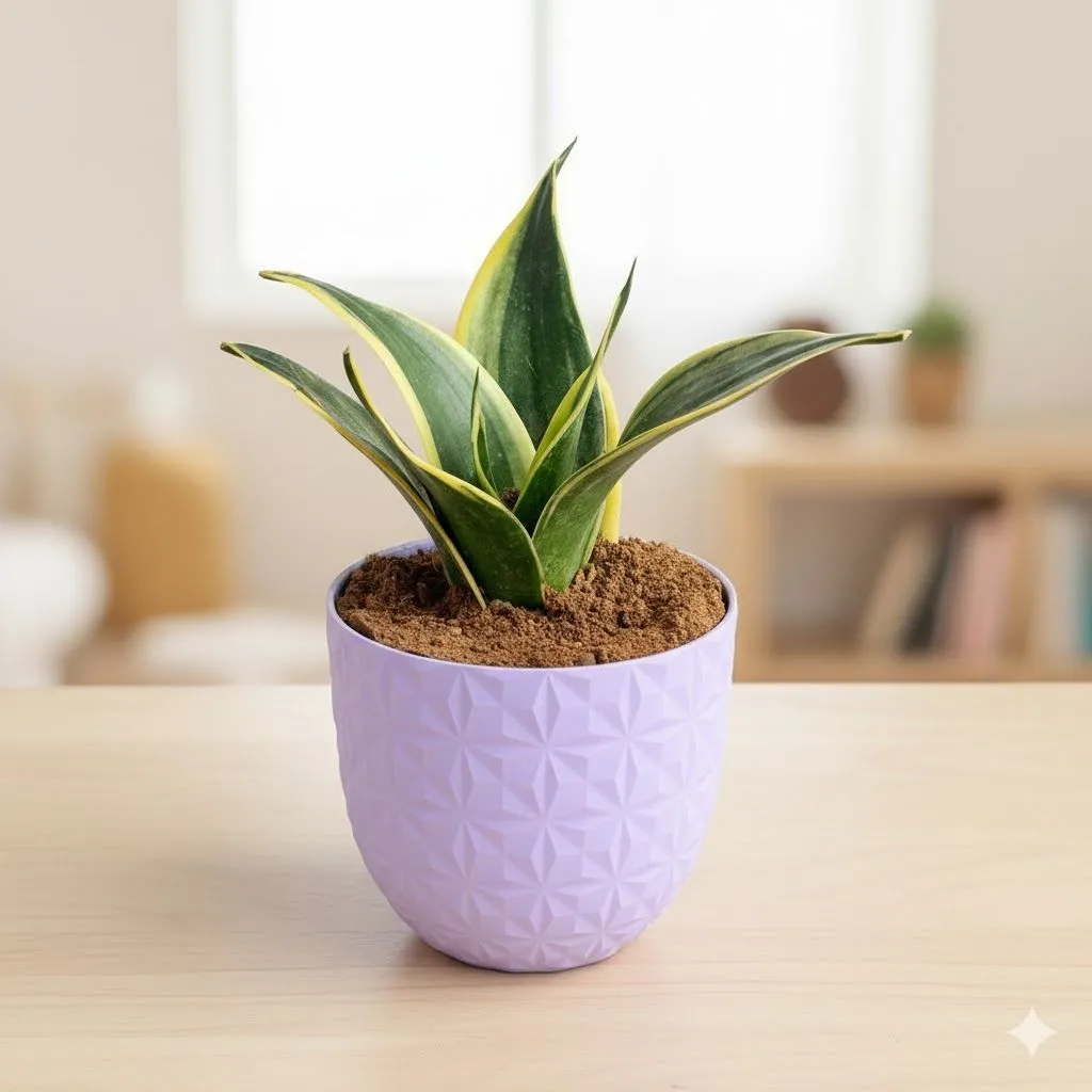 Gift Ready - Snake Golden Dwarf in 4 Inch Purple Leafora Premium Plastic Planter - with Gift Bag - in Premium Gifting Box