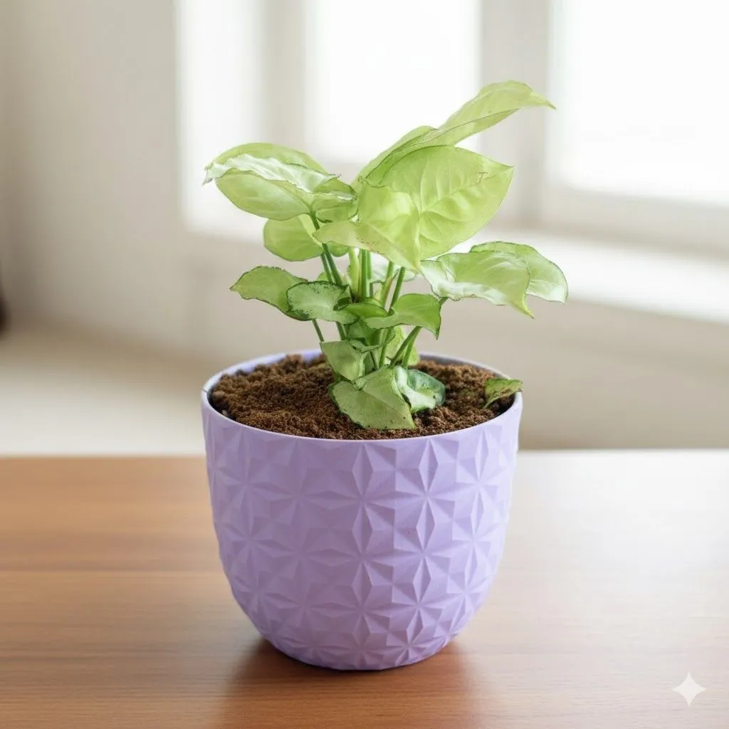 Gift Ready - Syngonium White in 4 Inch Purple Leafora Premium Plastic Planter - with Gift Bag - in Premium Gifting Box